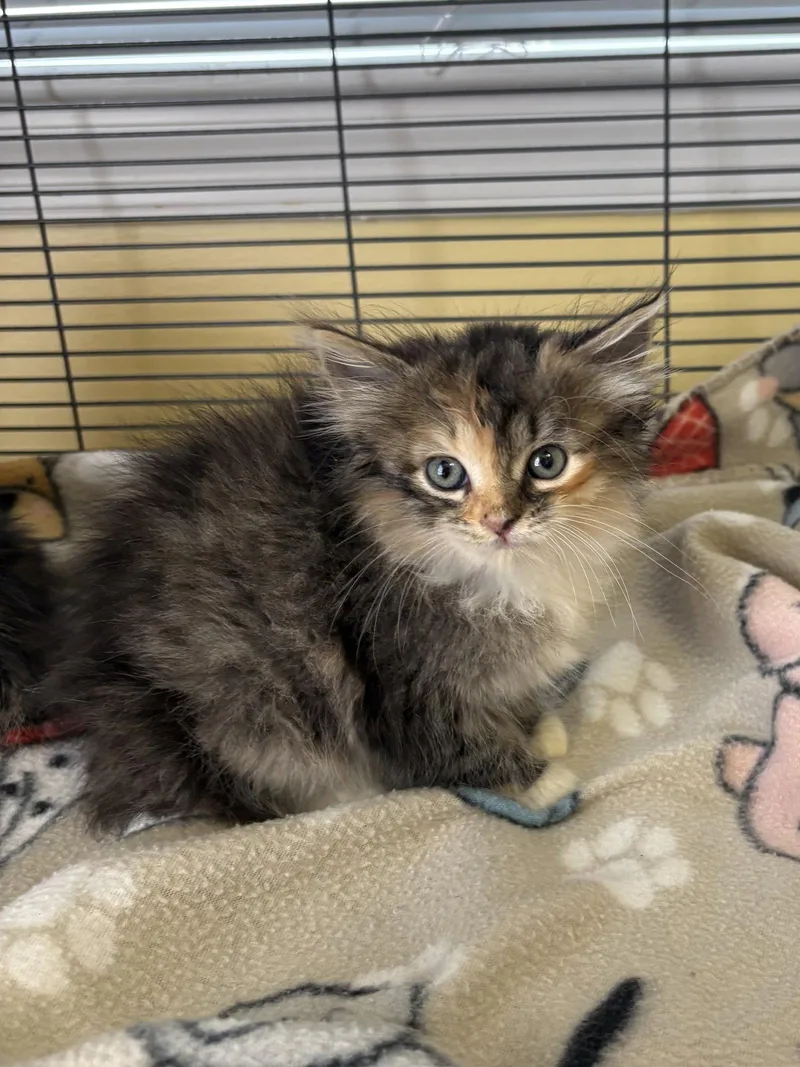 A baby medium-sized male Domestic Short Hair cat named Holliewood for adoption in Trenton, NJ