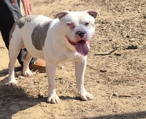 Vc C Patch thumbnail 2