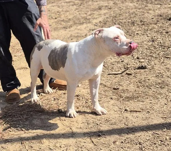 Vc C Patch thumbnail 3