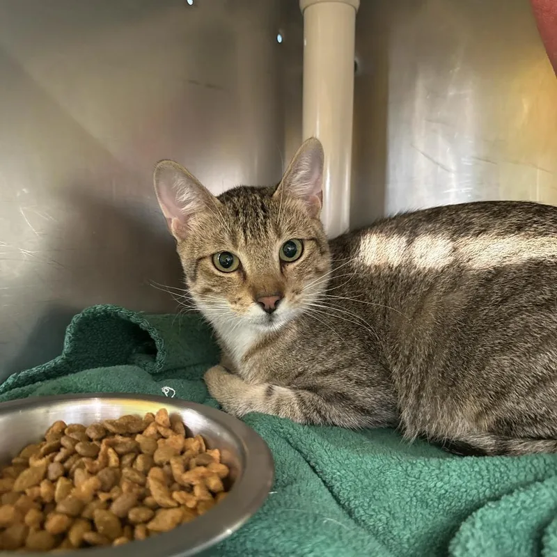 A young medium-sized male Brown / Chocolate Domestic Short Hair cat named Candle Witch for adoption in Austin, TX