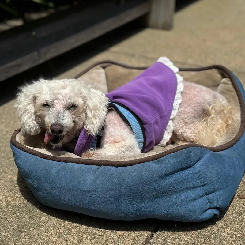 A senior small-sized female Apricot / Beige Poodle dog named Mimi for adoption in Pacific Grove, CA