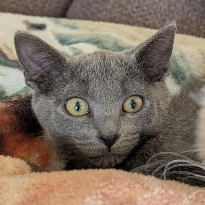 A baby small-sized male Gray / Blue / Silver Domestic Medium Hair cat named Po for adoption in West Olive, MI