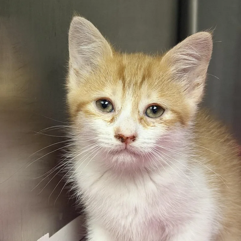 A baby small-sized female Orange / Red Domestic Short Hair cat named Matilda for adoption in Marion, VA