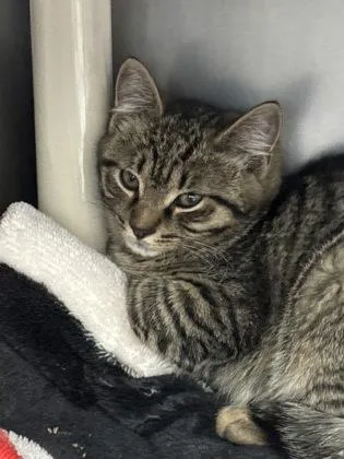 A baby small-sized male Domestic Short Hair cat named Brussels for adoption in Madison, NJ