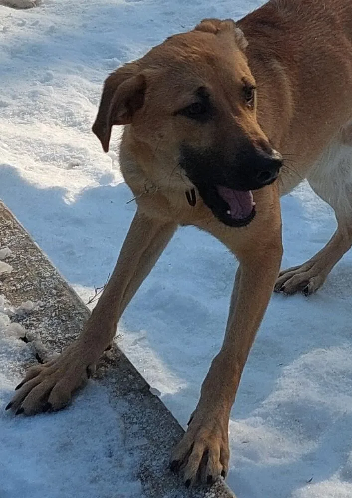 An adult large-sized male Black Mouth Cur dog named Konrad for adoption in Boston, MA