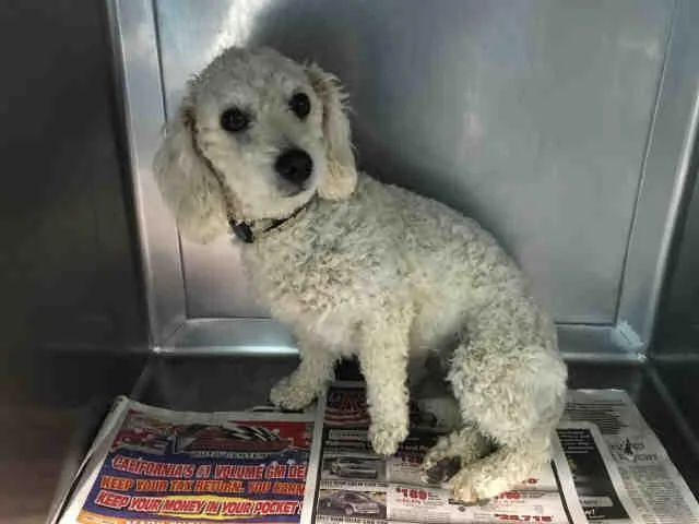 A senior medium-sized male Poodle dog named Yankee for adoption in Baldwin Park, CA