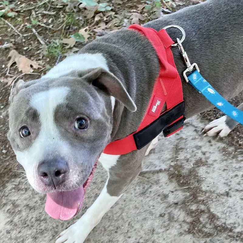 An adult large-sized female Gray / Blue / Silver Pit Bull Terrier dog named Jayda for adoption in Yanceyville, NC