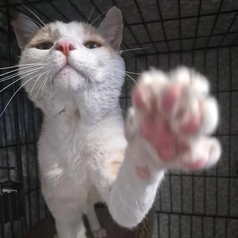 An adult small-sized male Orange / Red Domestic Short Hair cat named Sunshine for adoption in Ventura, CA