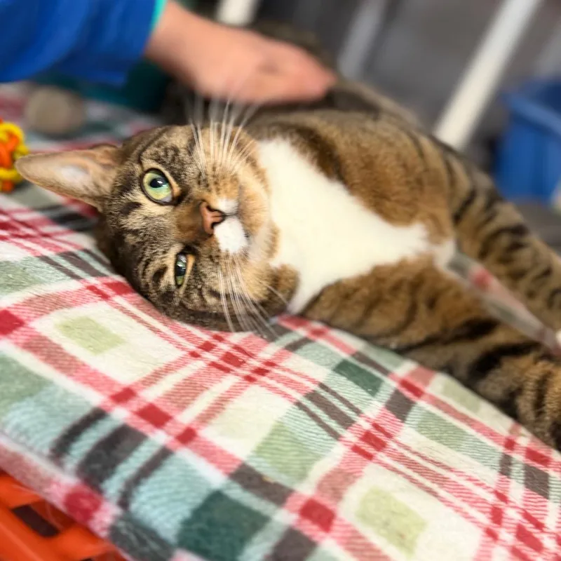 An adult large-sized male Domestic Short Hair cat named Ollivander for adoption in Portage, MI