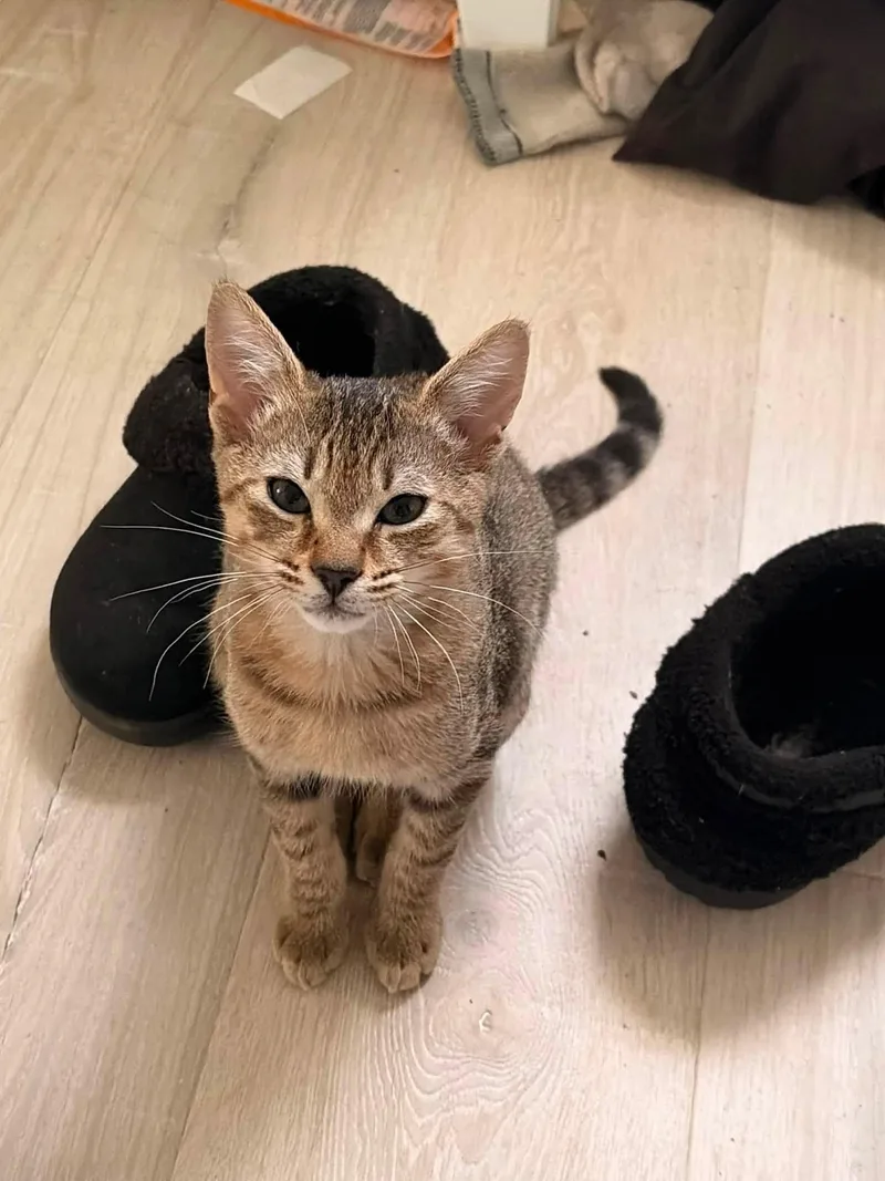 A young small-sized male Tabby (Brown / Chocolate) Domestic Short Hair cat named Lil Man for adoption in candler, NC