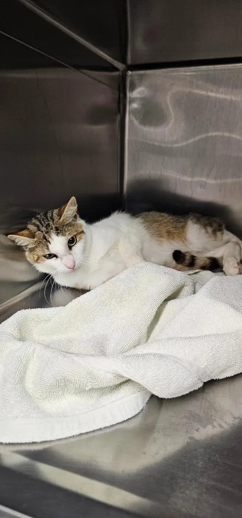 A young medium-sized male Domestic Short Hair cat named Pepsi for adoption in Athens, TN