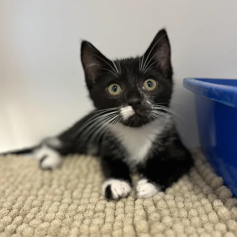 A baby small-sized male American Shorthair cat named Panda for adoption in Hull, MA