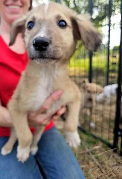 A baby large-sized male Collie dog named Everett for adoption in Morton Grove, IL