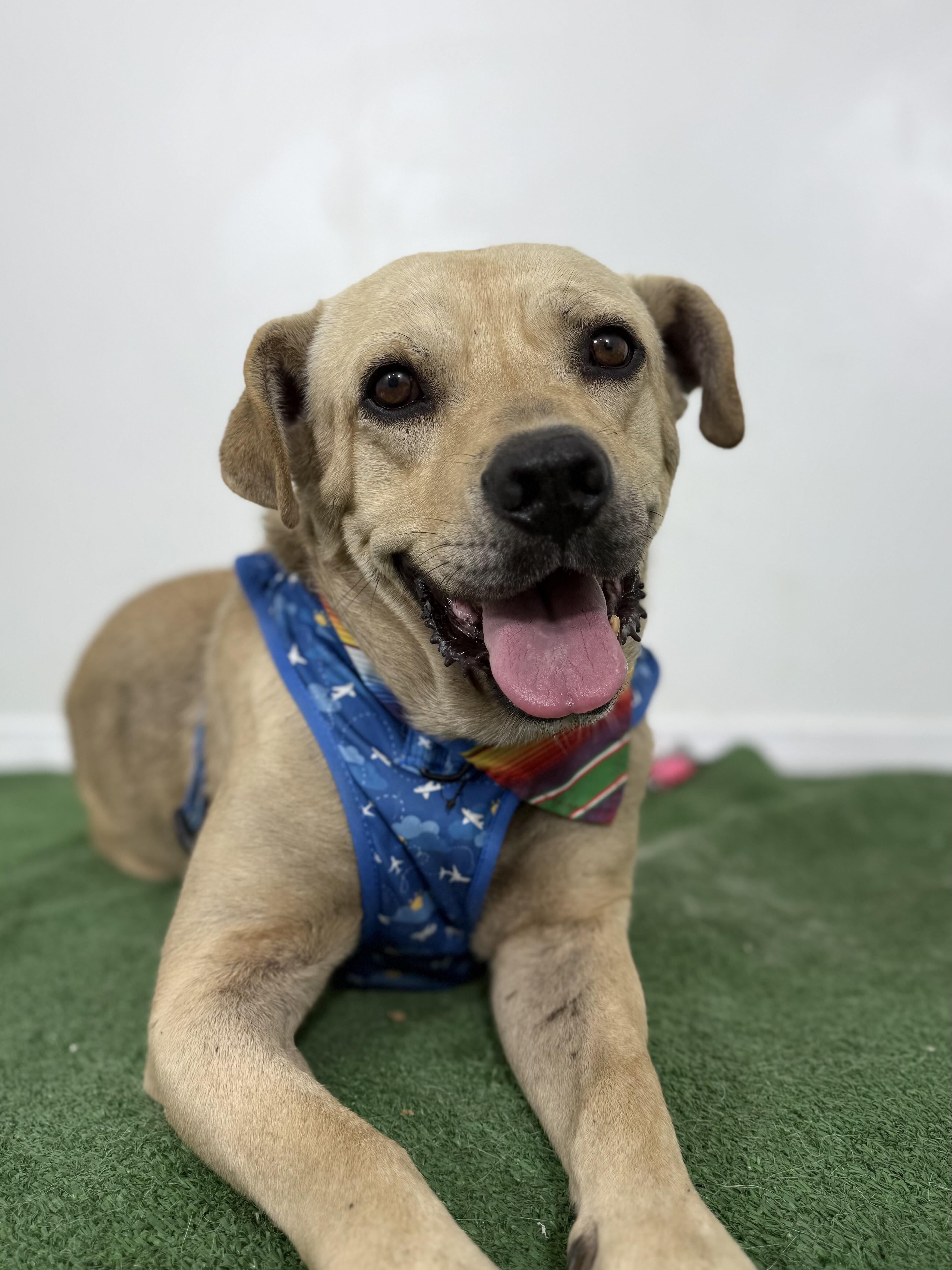 An adult large-sized male Yellow / Tan / Blond / Fawn Labrador Retriever dog named Bob for adoption in Carlsbad, CA