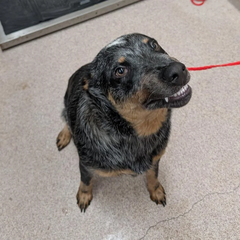 A young medium-sized male Black Australian Cattle Dog / Blue Heeler dog named Blue for adoption in Ardmore, OK
