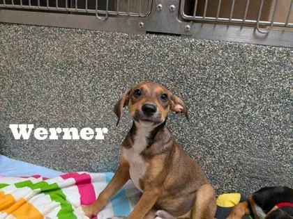 A baby medium-sized male Labrador Retriever dog named Werner for adoption in Morton Grove, IL