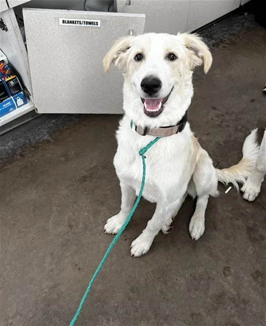 A young large-sized female Mixed Breed dog named Toast for adoption in Dallas, TX