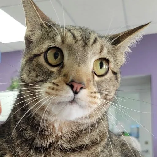 An adult large-sized male Tabby (Brown / Chocolate) Tabby cat named Goliath for adoption in Mazon, IL
