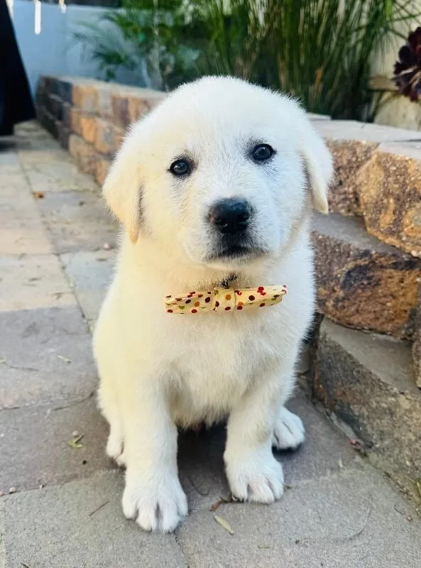 Maverick