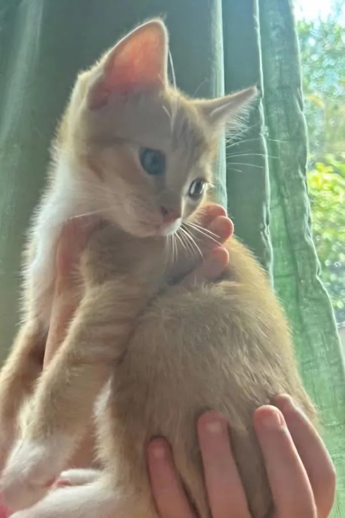 A baby medium-sized male Domestic Short Hair cat named Socks for adoption in Tampa, FL