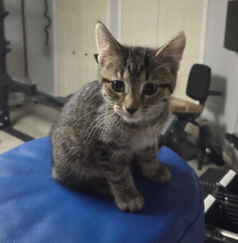 A baby small-sized male Domestic Short Hair cat named Artemis for adoption in Ferndale, MI