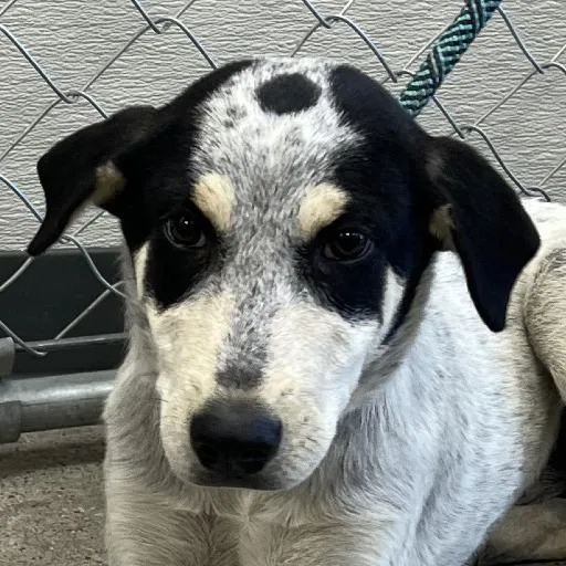 A baby small-sized female White / Cream Mixed Breed dog named 111735 for adoption in Las Cruces, NM