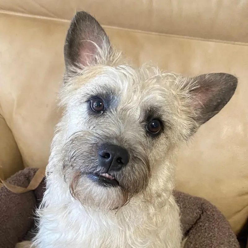 A young medium-sized female White / Cream Terrier dog named Candy for adoption in San Francisco, CA