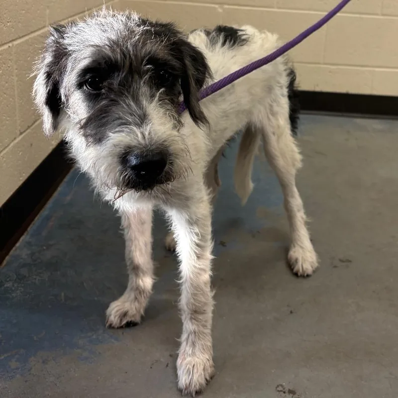 A young medium-sized female Black Mixed Breed dog named Antoinette for adoption in Memphis, TN