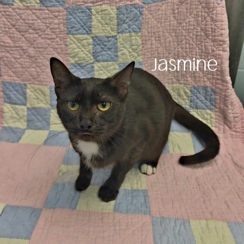 An adult medium-sized female Domestic Short Hair cat named Jasmine for adoption in Parkersburg, WV