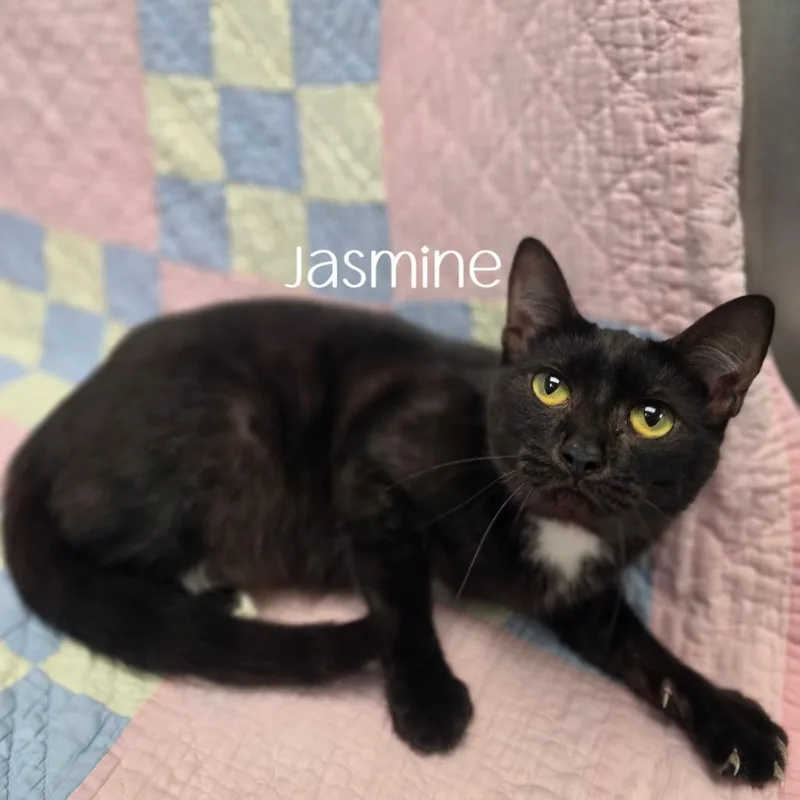 Jasmine thumbnail 2