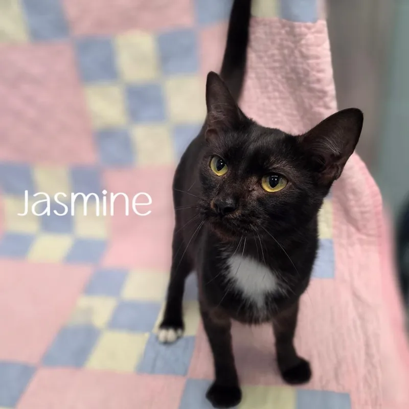 Jasmine thumbnail 3