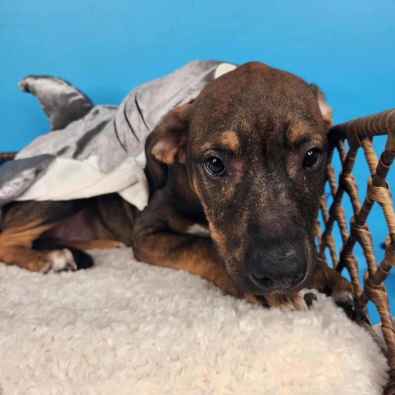A baby medium-sized female Brown / Chocolate Mixed Breed dog named Lemon Shark for adoption in Fort Wayne, IN