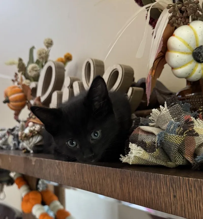 A baby medium-sized male Black Domestic Short Hair cat named Regis for adoption in Clinton Township, MI