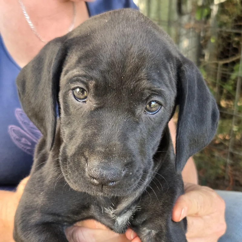A baby medium-sized female Black Vizsla dog named Elmira for adoption in Albany, NY