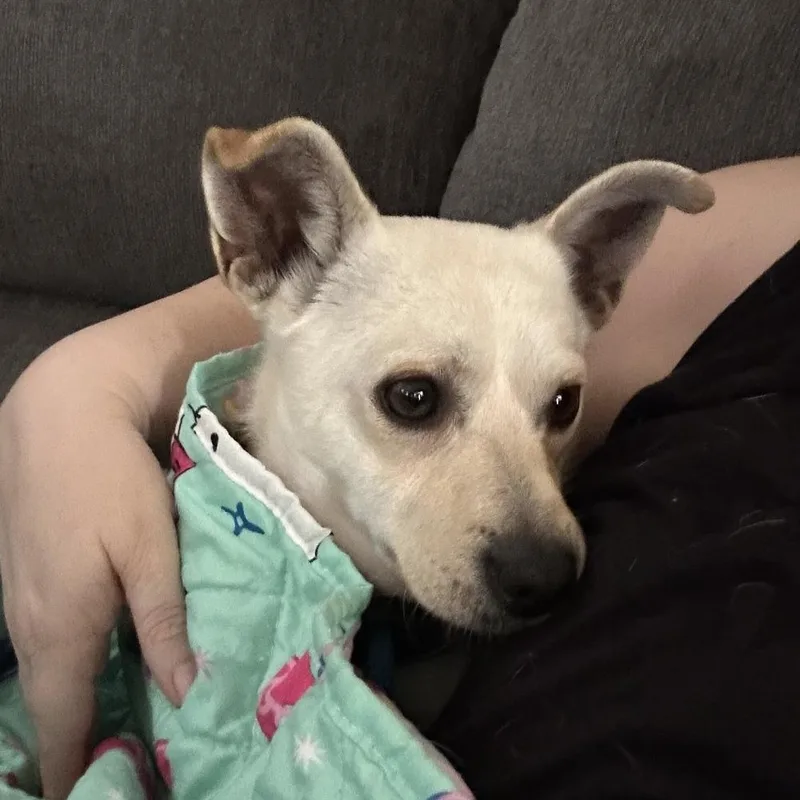 Christopher Robin thumbnail 2