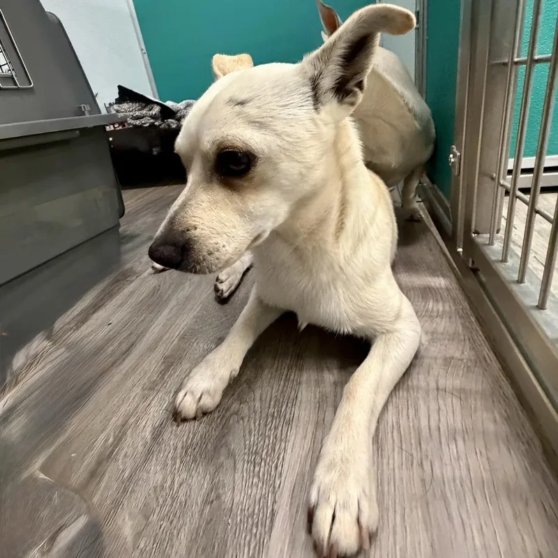 Christopher Robin thumbnail 3