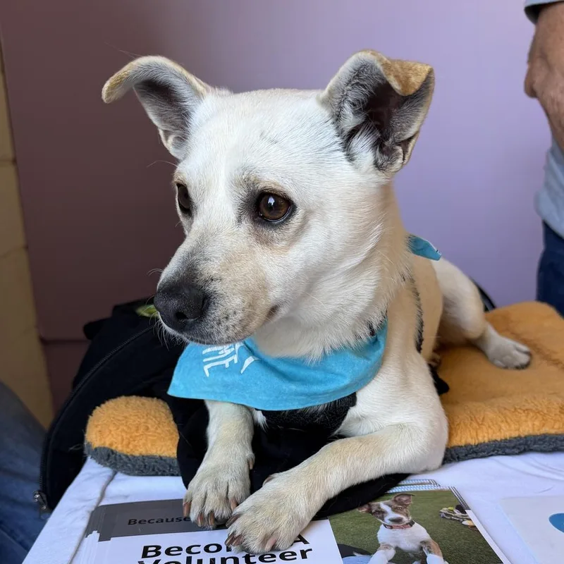 Christopher Robin thumbnail 4