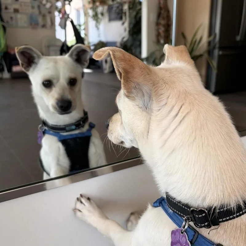 Christopher Robin thumbnail 5