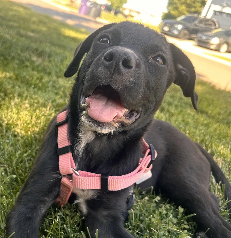 A baby large-sized female Labrador Retriever dog named Eleanor for adoption in Evergreen, CO