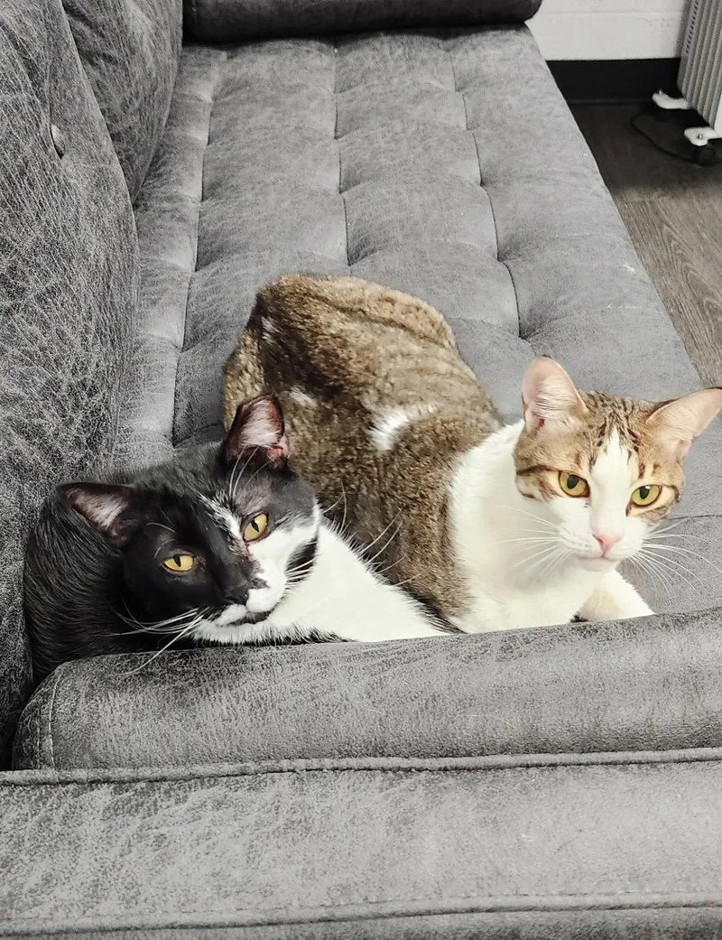 An adult medium-sized female Black & White / Tuxedo Domestic Short Hair cat named Tuxybonded for adoption in Herndon, VA