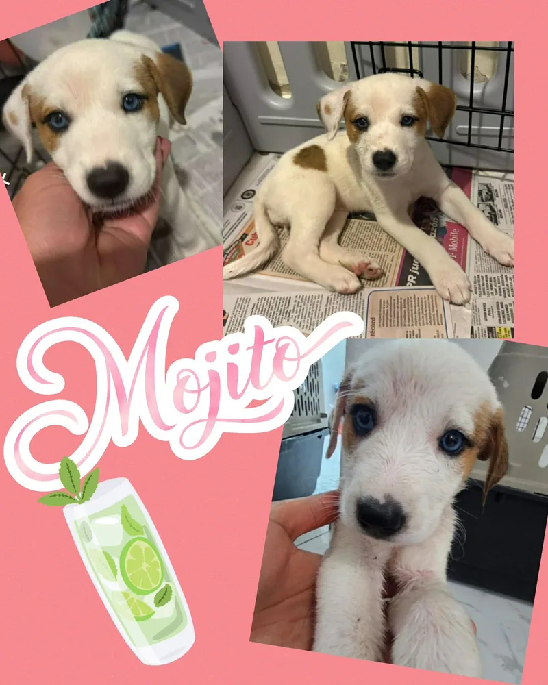 A baby medium-sized female White / Cream Labrador Retriever dog named Mojito for adoption in Ringwood, NJ