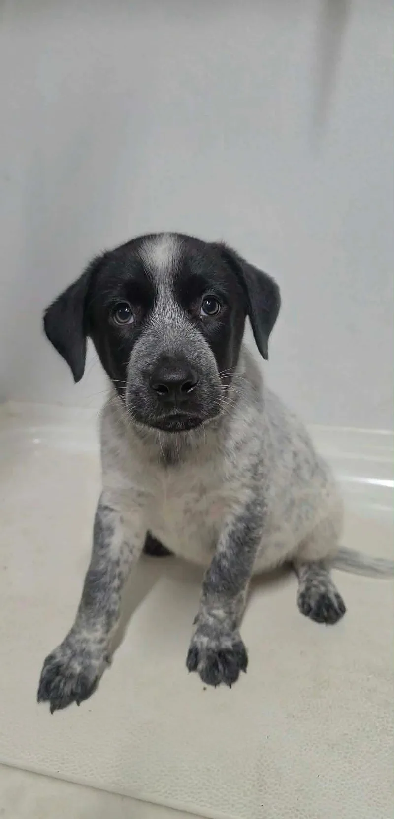 A baby medium-sized male Black Mixed Breed dog named Mumford for adoption in BONIFAY, FL
