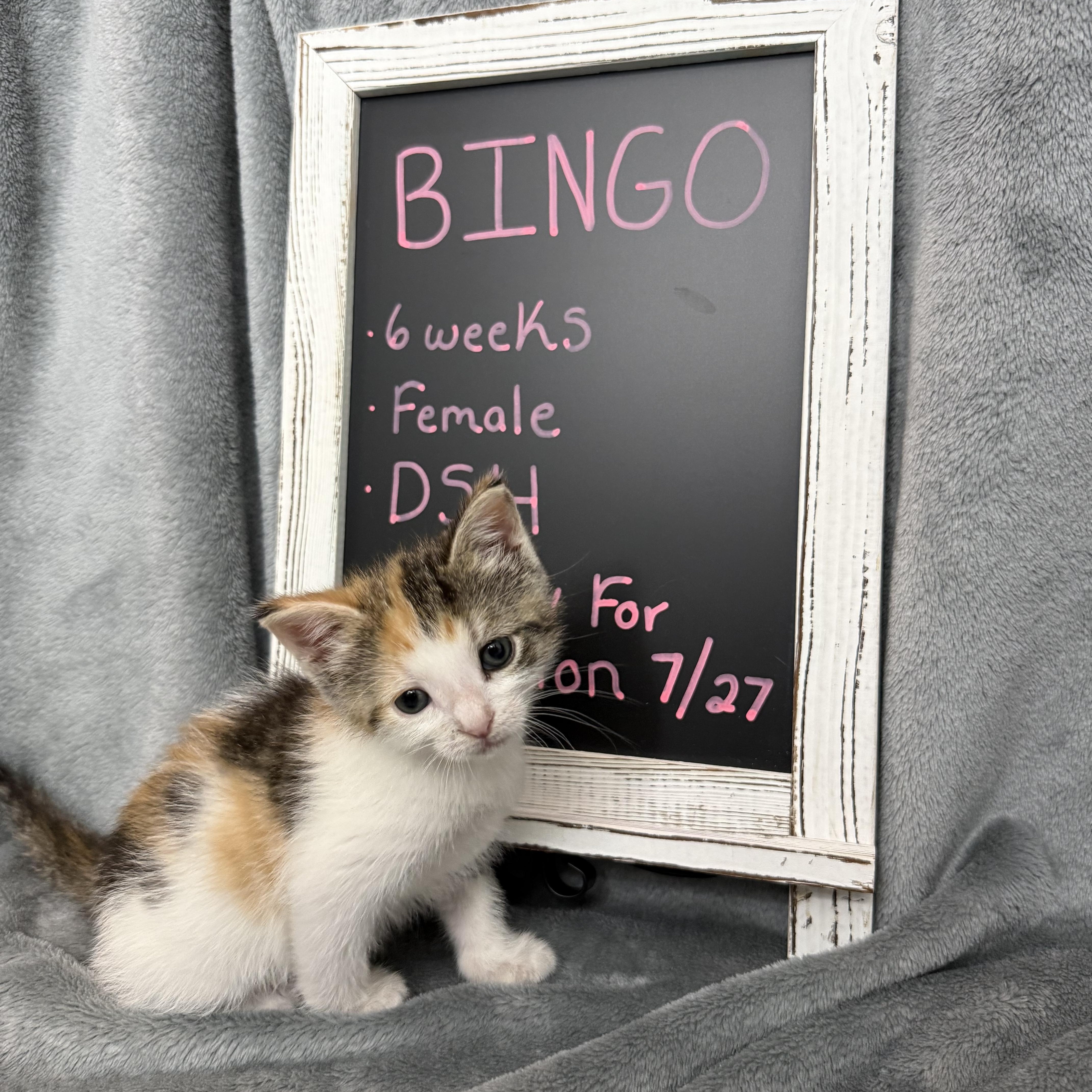 A baby medium-sized female Calico Domestic Short Hair cat named Bingo for adoption in Fredericksburg, VA