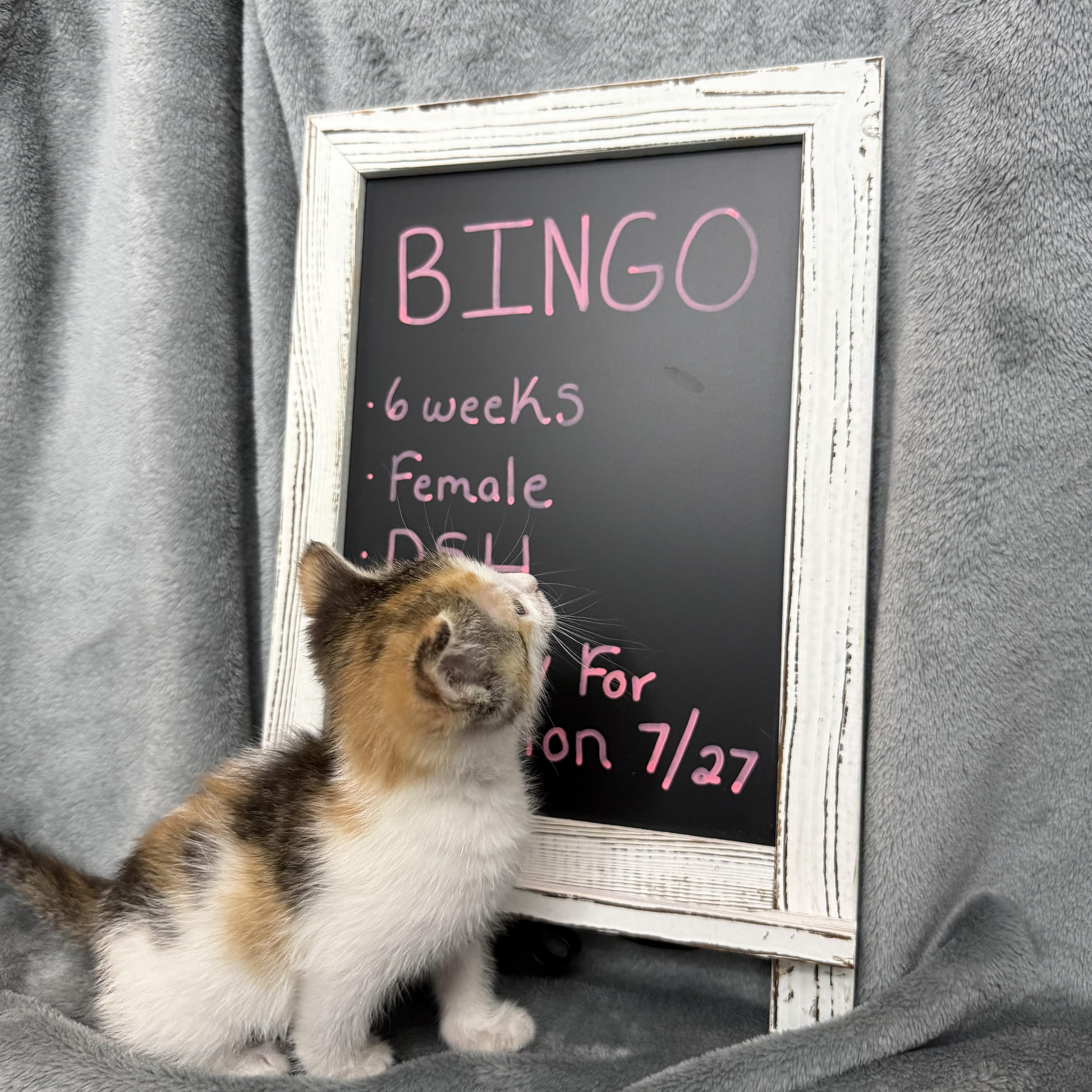 Bingo thumbnail 2