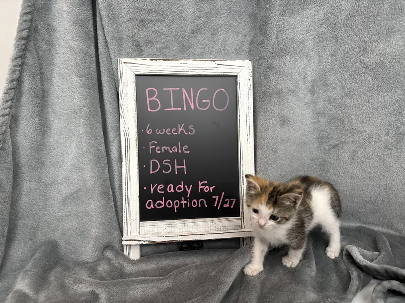 Bingo thumbnail 5