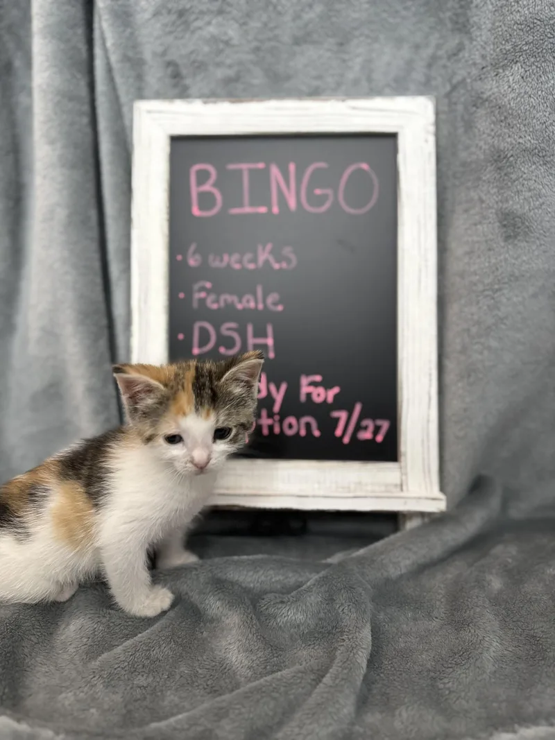 Bingo thumbnail 6