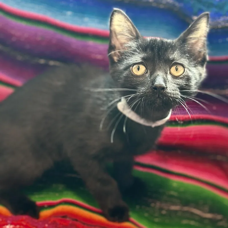 A baby small-sized female Black Domestic Short Hair cat named Fi for adoption in Matteson, IL