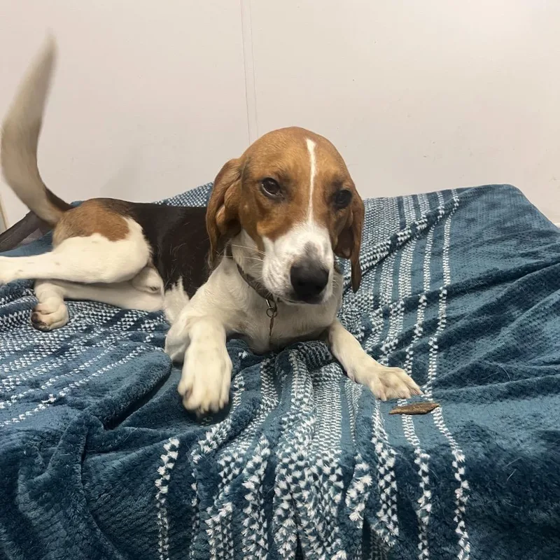 An adult medium-sized male White / Cream Treeing Walker Coonhound dog named Tracker City Of for adoption in Chino Hills, CA
