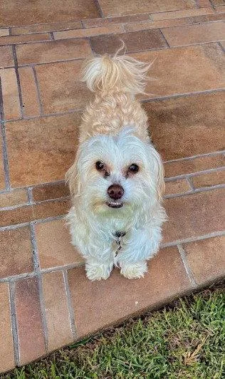 An adult small-sized male Maltese dog named Boots for adoption in San Diego, CA