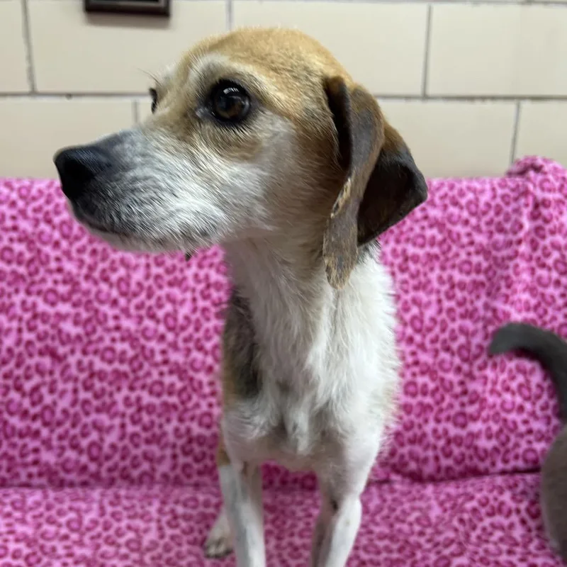 An adult small-sized female Brown / Chocolate Beagle dog named Bellamy for adoption in West Point, MS